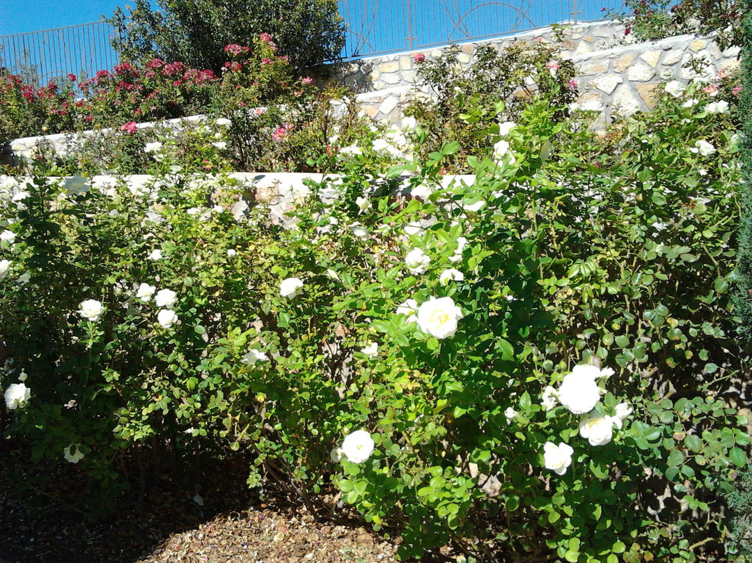 El Paso Municipal Rose Garden-埃尔帕索必去景点