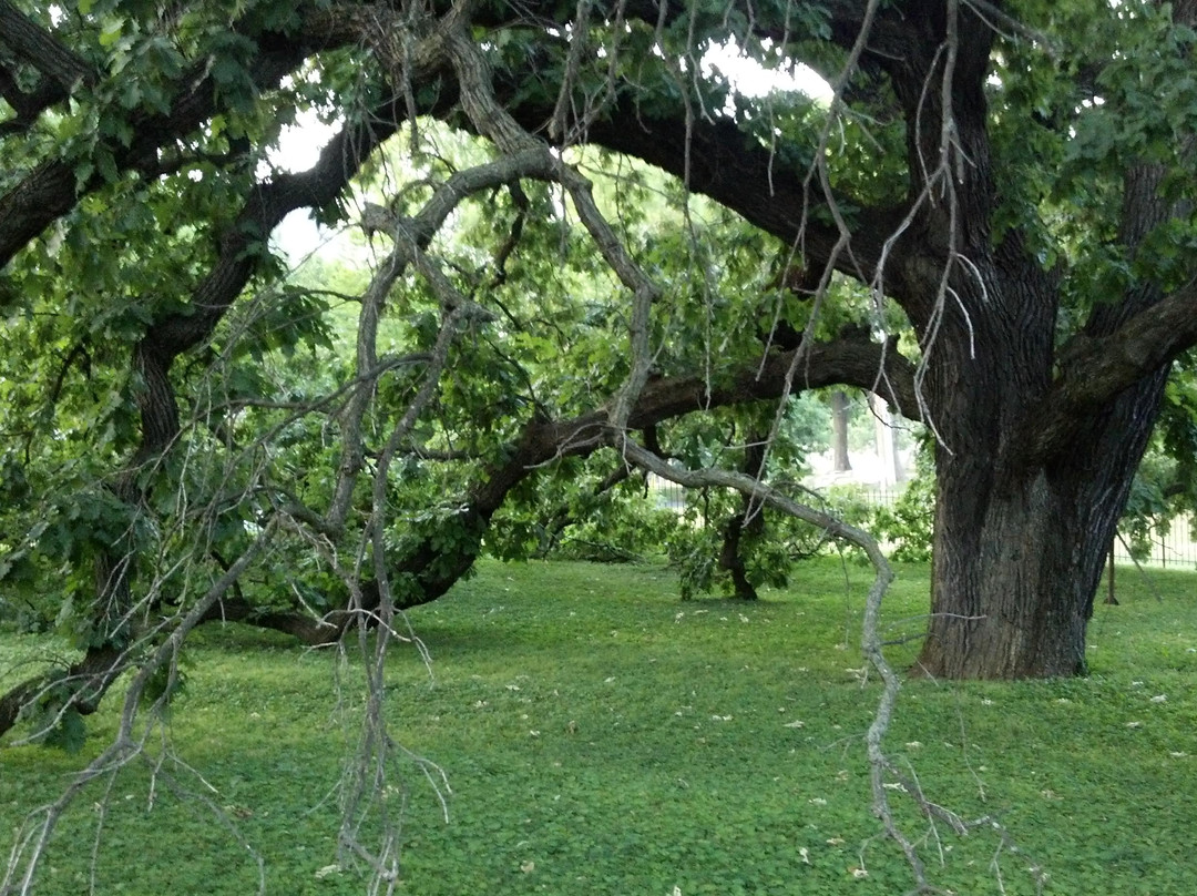 Giant Oak Park景点图片