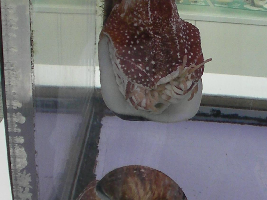 Nishinomiya Shell Museum-西宫市必去景点