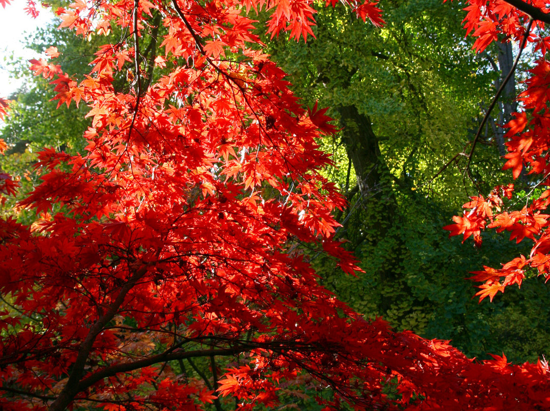 Botanical Gardens at Victoria Park-巴斯必去景点