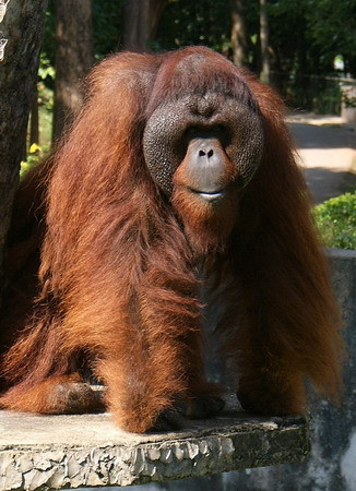 Zoo Melaka-爱极乐必去景点