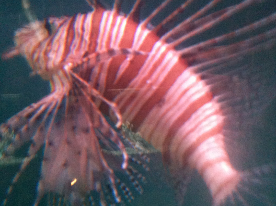 COX Science Center and Aquarium景点图片