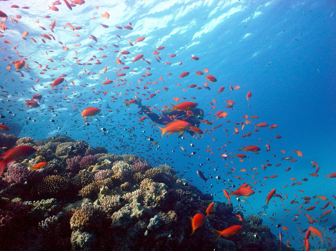 Emperor Divers-马萨阿拉姆必去景点