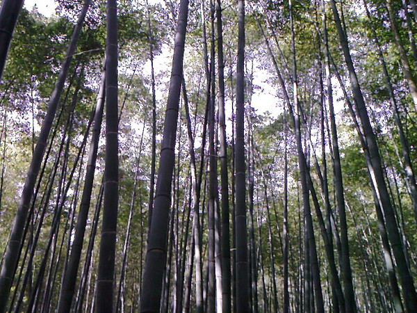 竹洞天-日照市必去景点