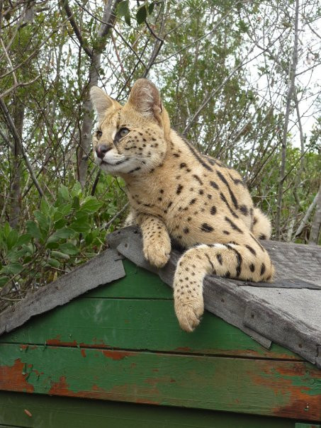 Tenikwa Wildlife Awareness Centre-The Crags必去景点