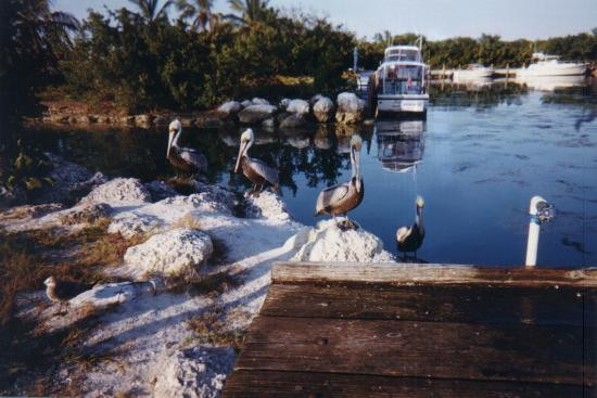 深湾州立公园&海滩-Big Pine Key必去景点