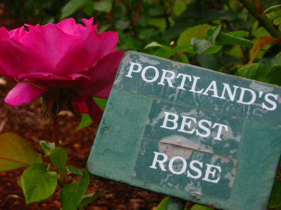 国际玫瑰试验园-波特兰必去景点