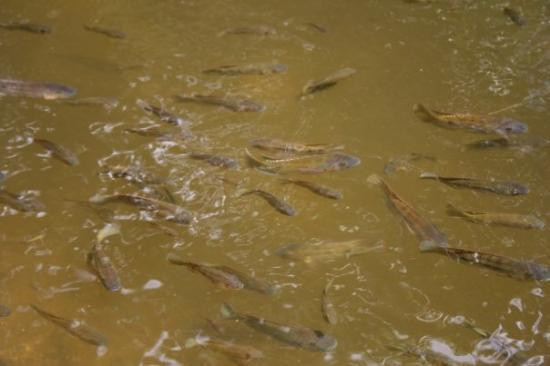 Garden of the Groves-弗里波特必去景点