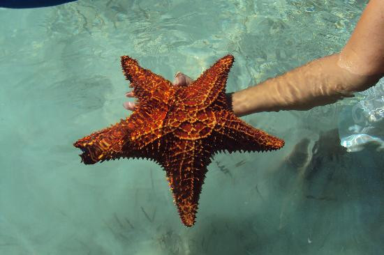 Big Blue Collective-普罗维登西亚莱斯必去景点