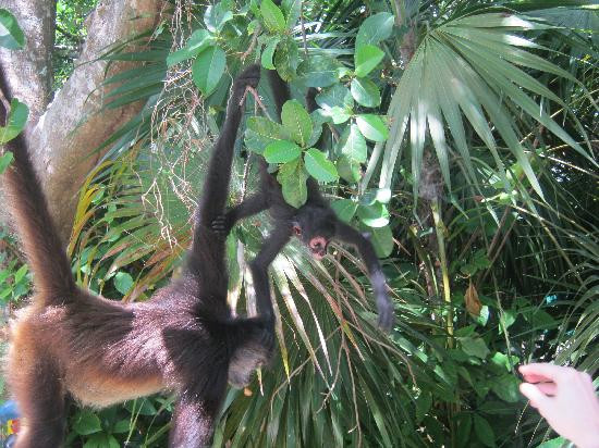 Croco Cun Zoo-从莫雷洛斯港必去景点