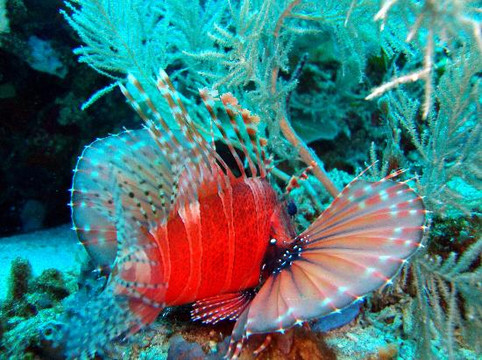 Lembongan Dive Adventures-蓝梦岛必去景点