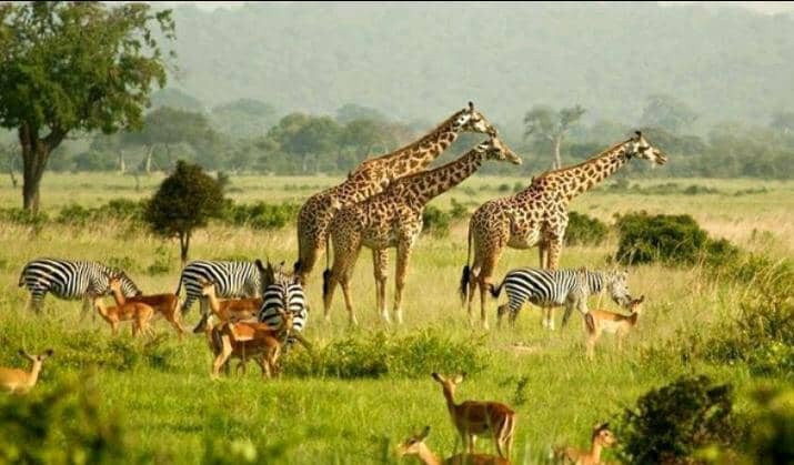 Safari to Africa景点图片
