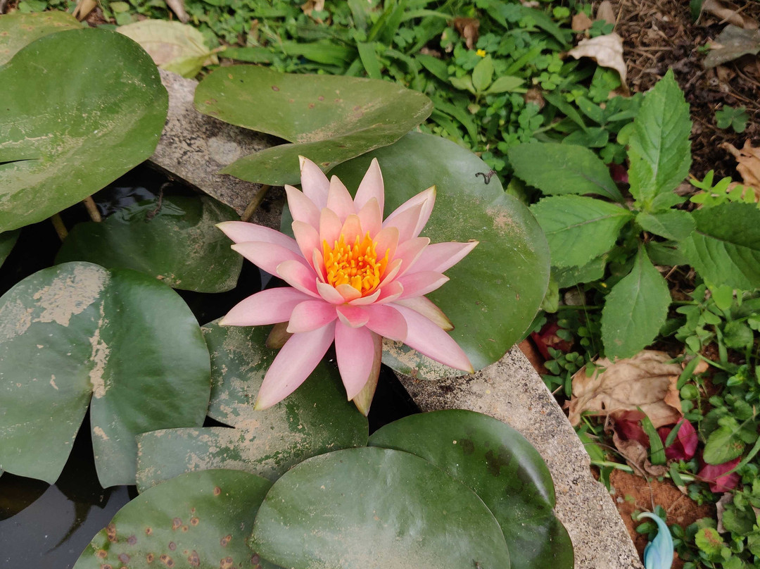 Swastha Homestay主图