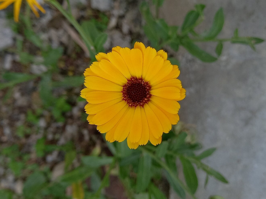 Pemayangtse Gompa-Pelling必去景点