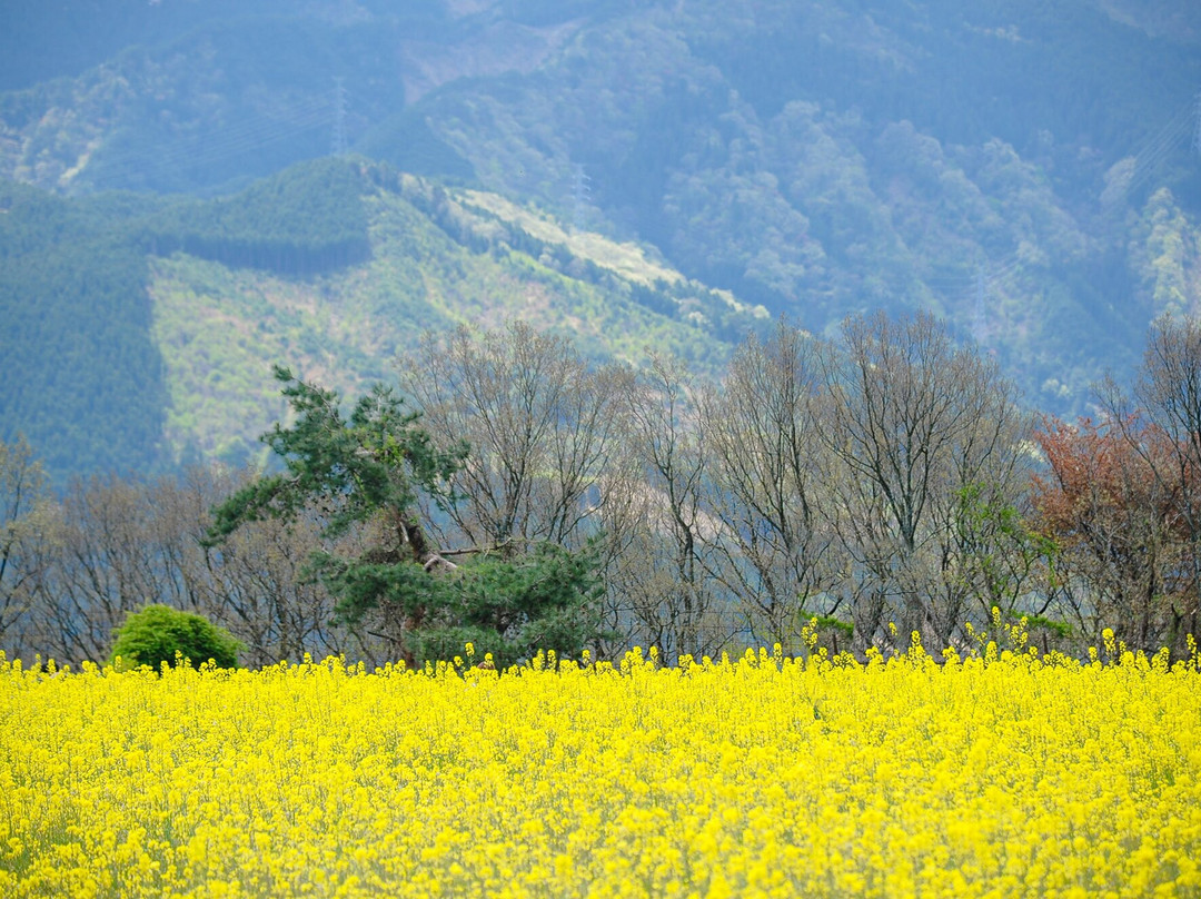 Suiha Highlands-四国中央市必去景点