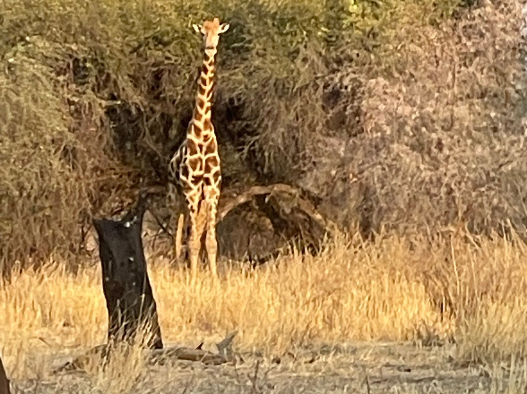 Safari Gästefarm Düsternbrook景点图片