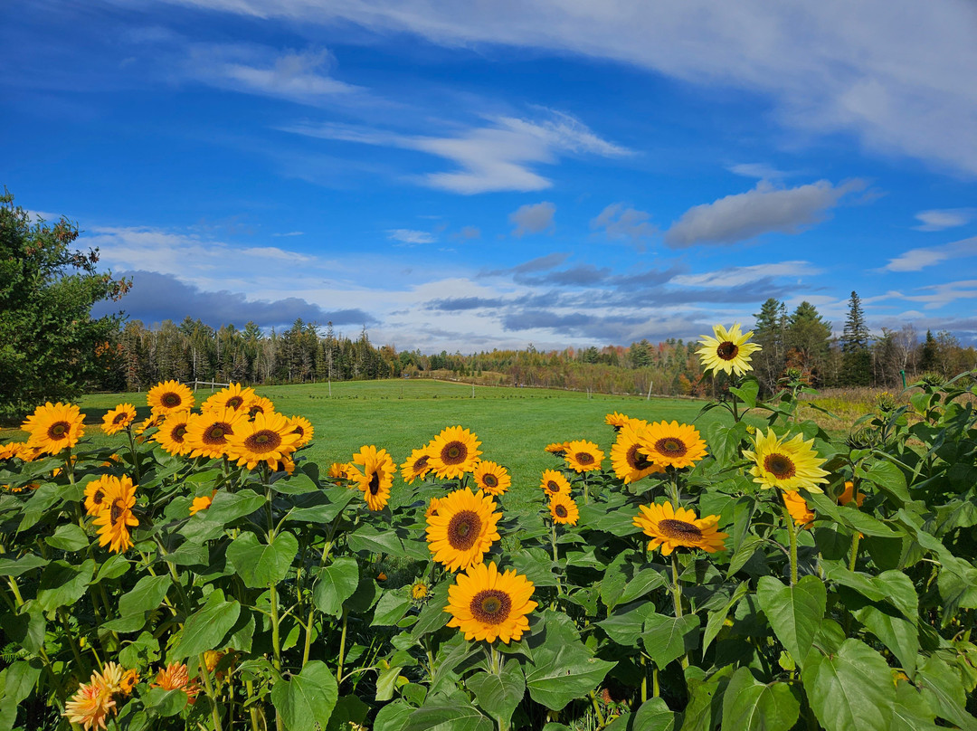 The Inn At Oxbow Acres主图
