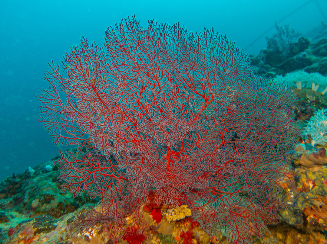 Fins & Flash-吉达必去景点