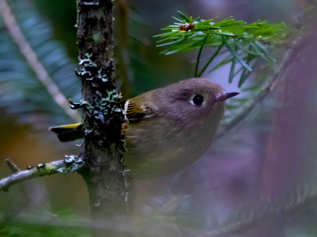 Lake Umbagog National Wildlife Refuge景点图片