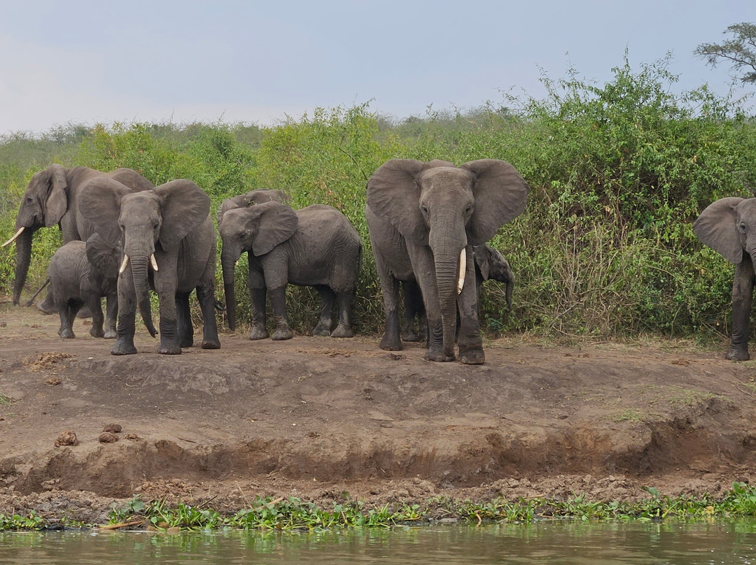 Kazinga Elephant Boat Safaris-Katunguru必去景点