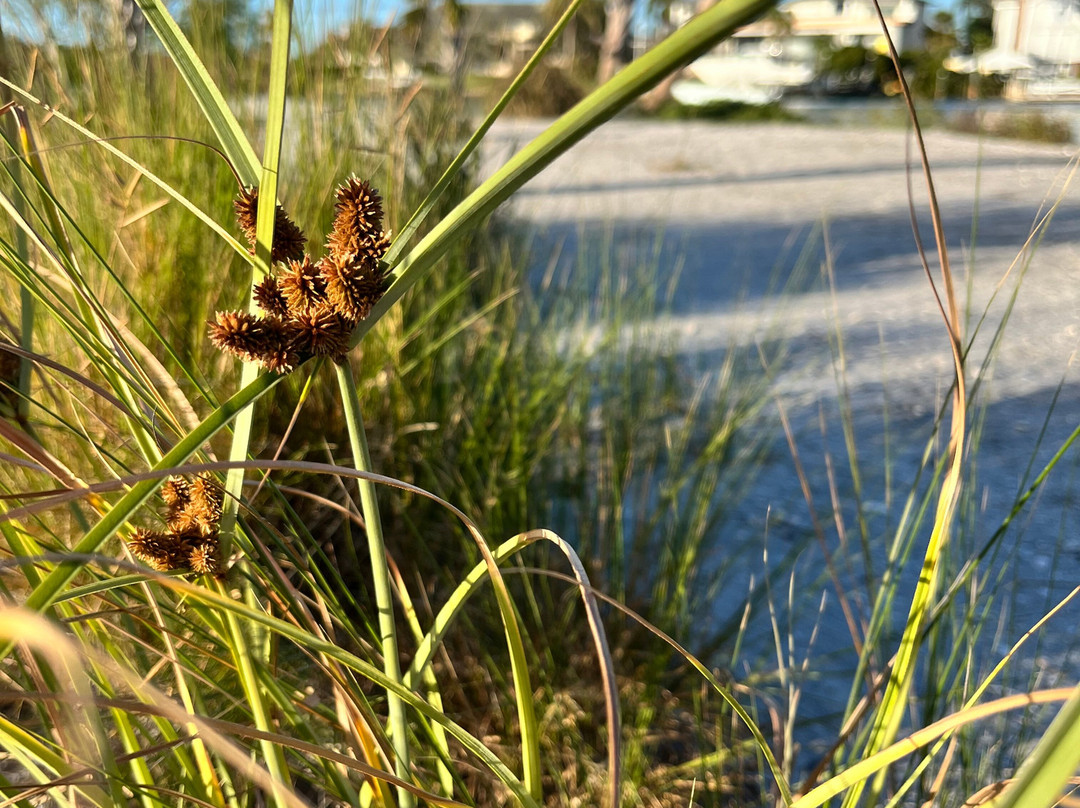 Great Day Boat Tours Llc-威尼斯必去景点