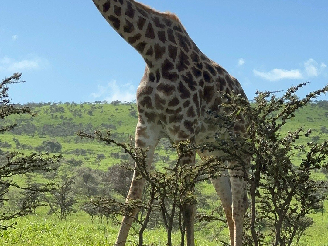 Maasai Legend Safaris景点图片