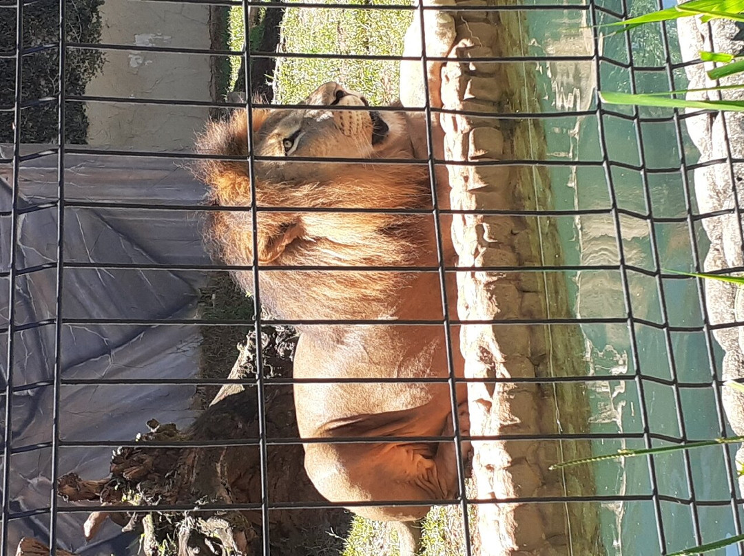 Zoológico Municipal de Guarulhos-瓜鲁柳斯必去景点