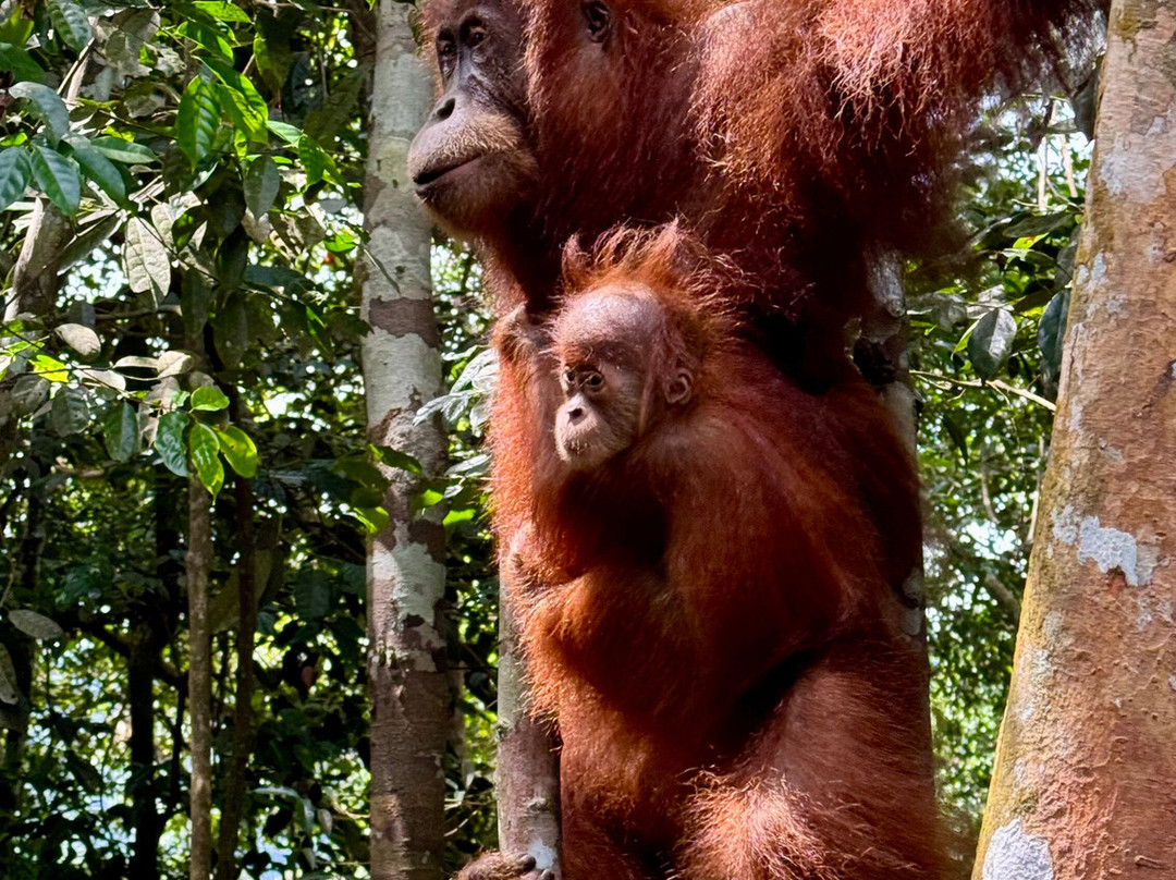 Trekking Orangutan Sumatra景点图片