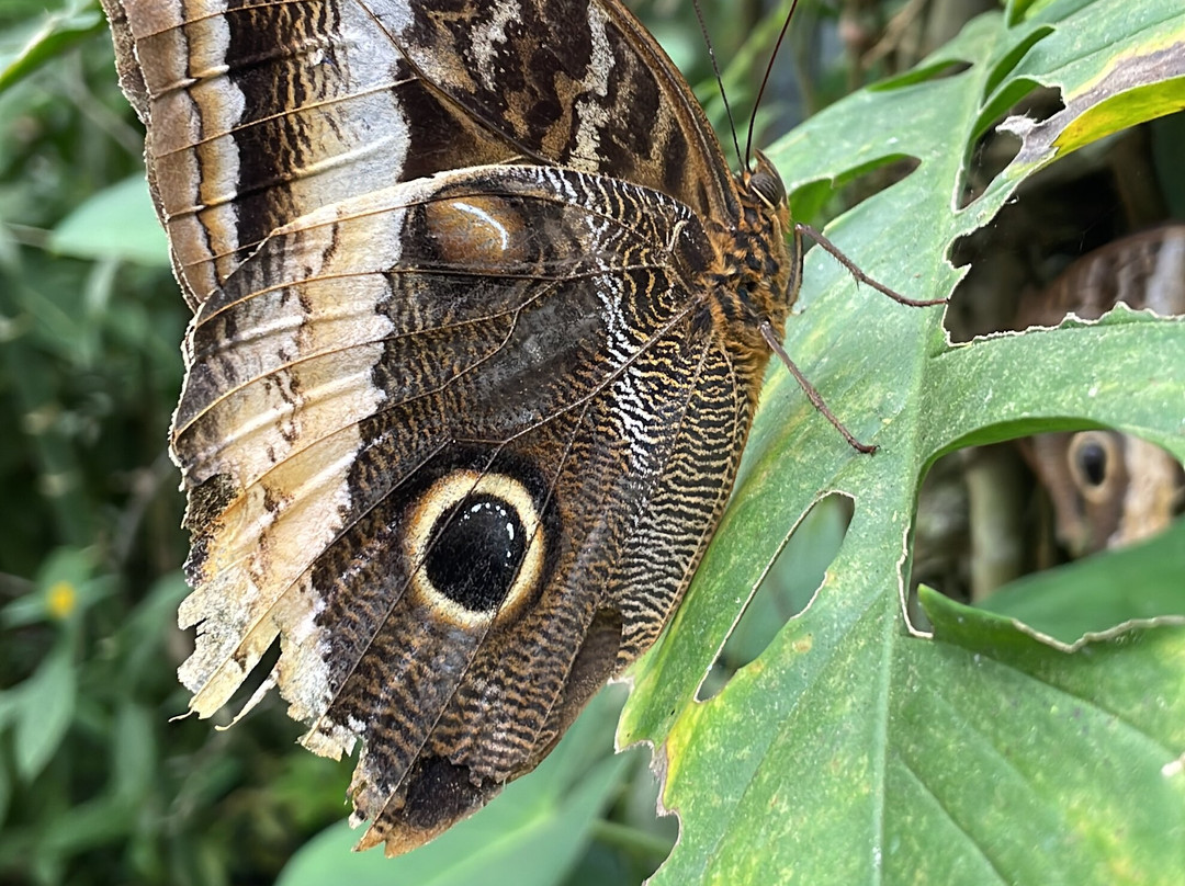 Butterfly Conservatory - Arenal景点图片