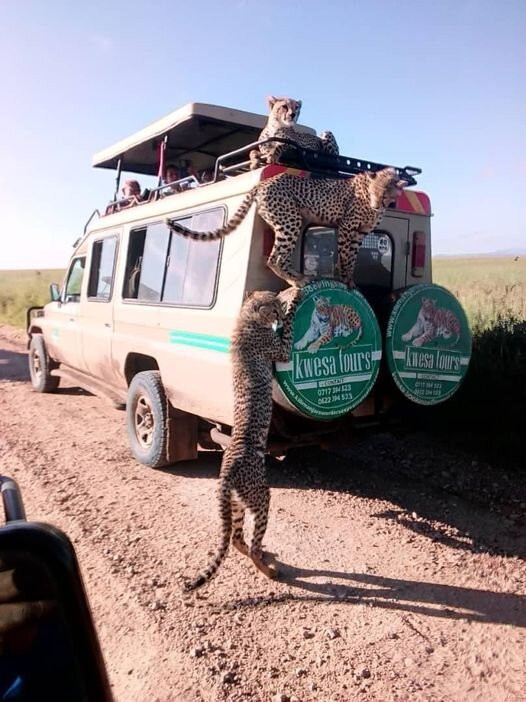 Kilimanjaro Wonders Expedition Safari-莫西必去景点