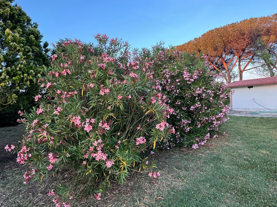 Villa Strampelli主图