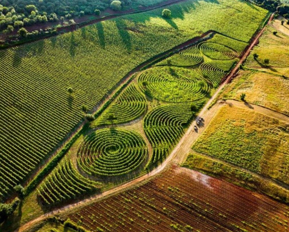 Limito Labirinto Di Vite-Bassiano必去景点