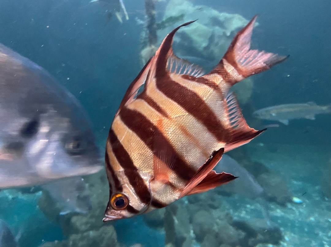 Merimbula Aquarium & Wharf-梅林布拉必去景点