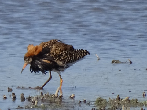 Birdwatching Helsinki-赫尔辛基必去景点
