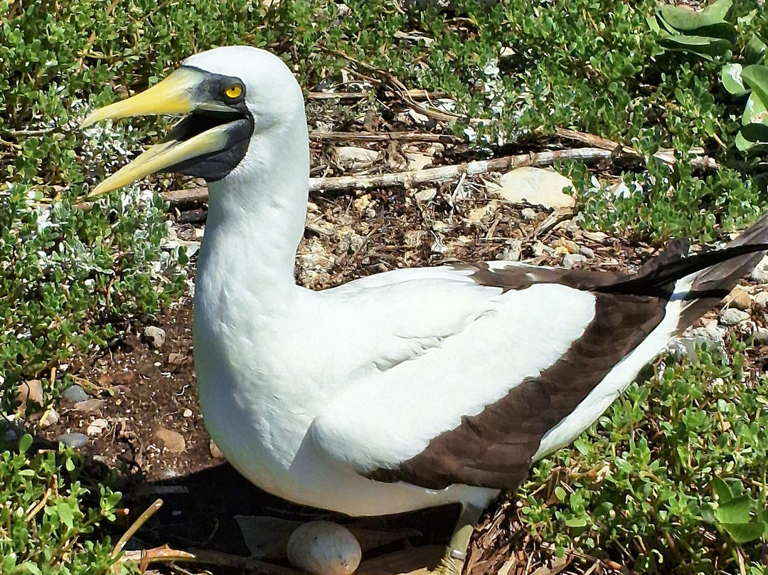 Parque Nacional Marinho dos Abrolhos-Caravelas必去景点