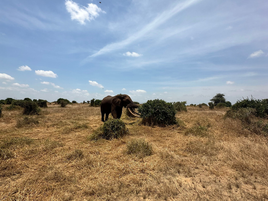 Cambiaso  kenya Safari-瓦塔木必去景点
