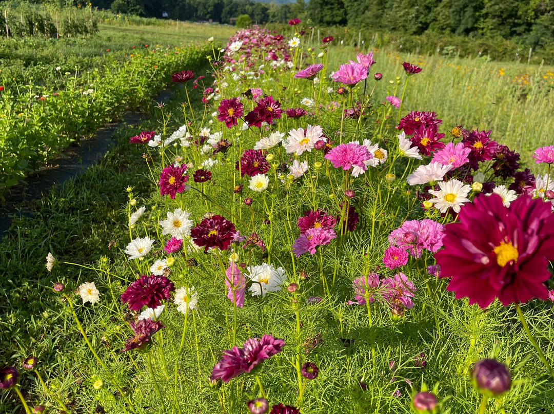 The Ten Acre Garden-Canton必去景点