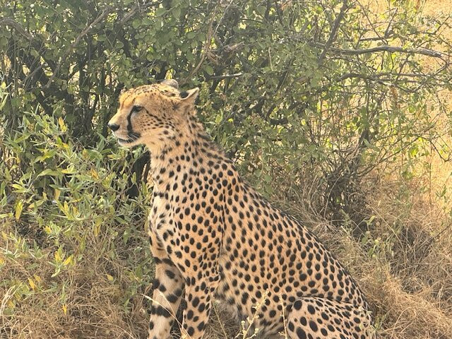 Meander Africa Safaris景点图片