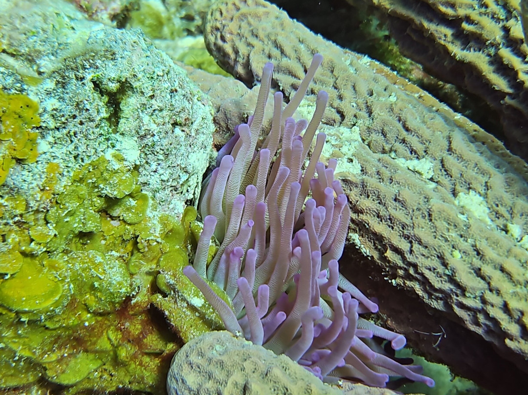 B Diving & Watersports-威廉斯塔德必去景点