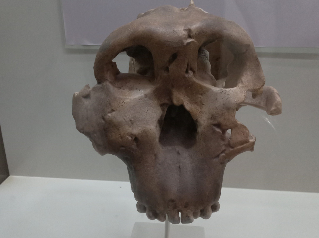 Olduvai Gorge Museum-恩戈罗恩戈罗保护区必去景点
