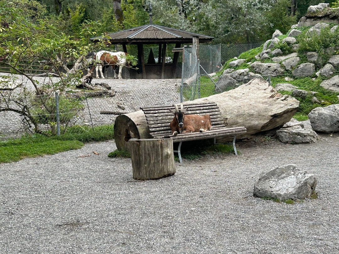 Tierpark Bern-伯尔尼必去景点