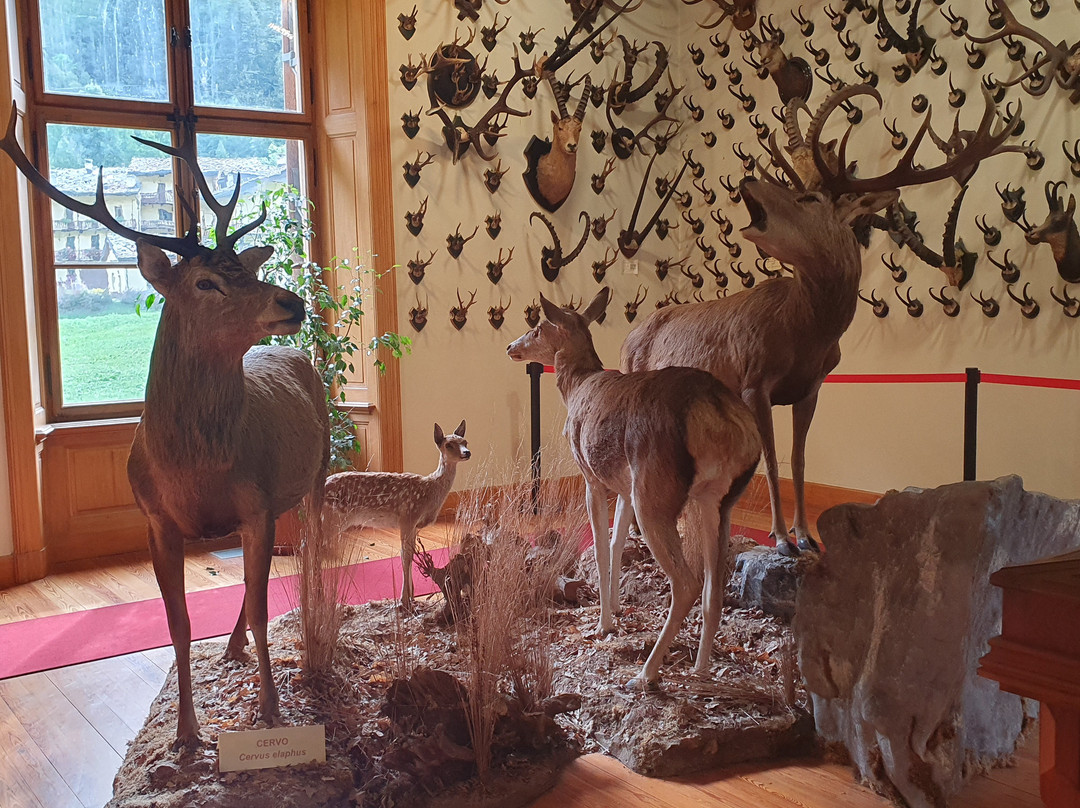 Alpenfauna Museum "Beck Peccoz" - Museo regionale della fauna alpina景点图片