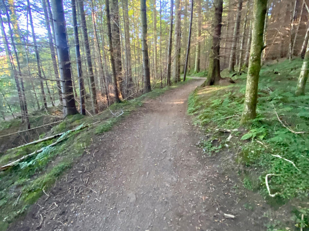 Hamsterley Forest-Hamsterley必去景点