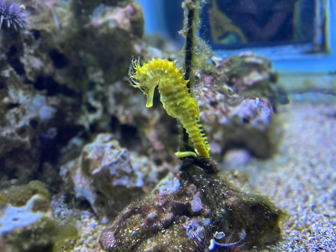 Aquarium景点图片