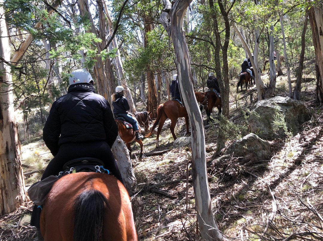 Snowy Wilderness Horse Riding景点图片