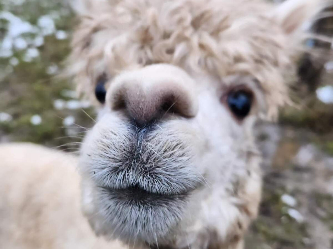 Jireh Hills Family Homestead-Alvinston必去景点