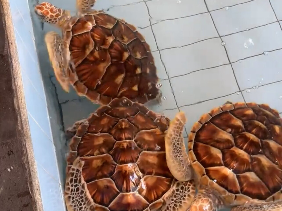 Sea Turtle Village (hyatt Regency)-沙努尔必去景点