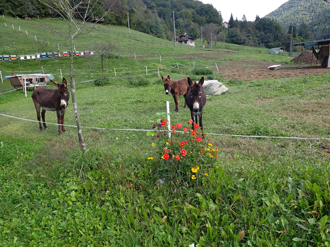 Agritur Al Marter主图