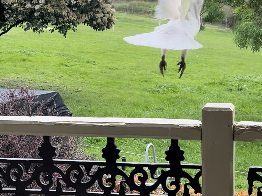 Amble at Hahndorf主图