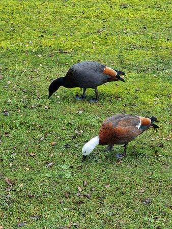 Te Anau Bird Sanctuary-蒂阿瑙必去景点